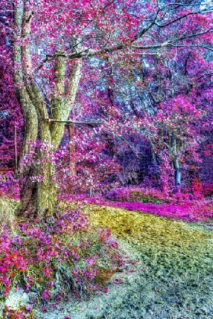 Beautiful pink and purple infrared panorama of a countryside landscape with a blue sky.