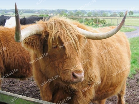 Scottish Highland Cow