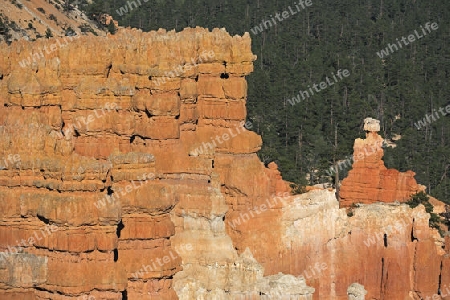 Felsformationen und Hoodoos im Bryce Canyon bei Sonnenuntergang, Sunset Point, Utah, Suedwesten , USA