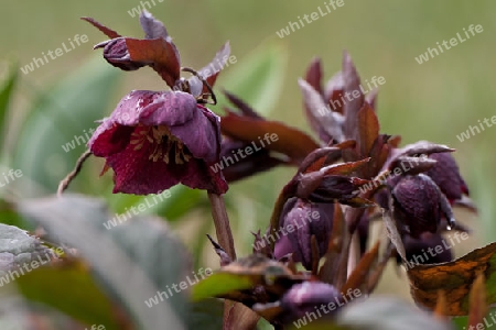 Christrose, Helleborus niger,  Nieswurz, Schneerose