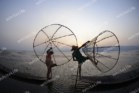 Fishermen at sunrise in the Landscape on the Inle Lake in the Shan State in the east of Myanmar in Southeastasia.