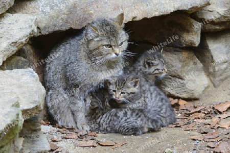 Wildkatze (Felis silvestris) mit Jungtier, captive, Bayern, Deutschland