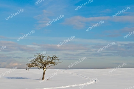 winterliche Szene mit einsamem Baum