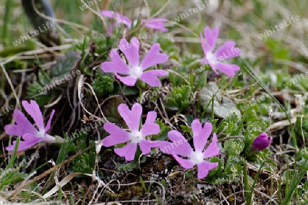 Zottige Primel, Primula villosa