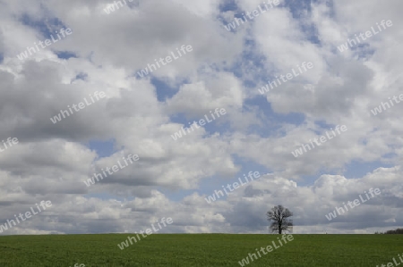 Baum auf Feld