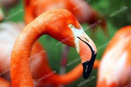 Flamingo- makro