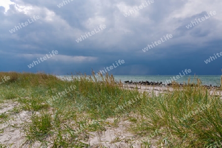 Die K?hlung, Ostsee,  Mecklenburg-Vorpommern