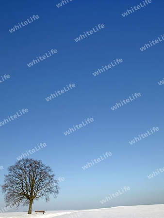 winterliche Szene mit einsamem Baum