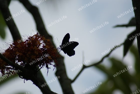 Schmetterling