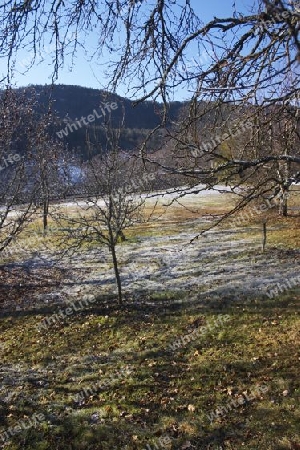 Obstgarten mit Rauhreif