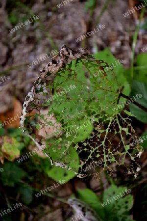 Das angefr?sene Blatt