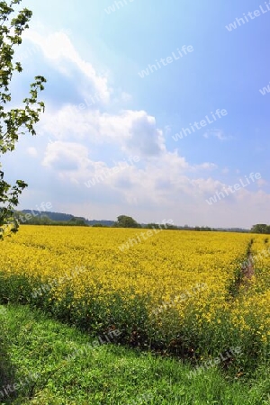 Yellow field of flowering rape and tree against a blue sky with clouds, natural landscape background with copy space, Germany Europe.