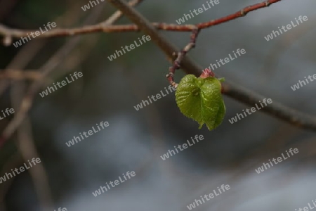 einsames Blatt