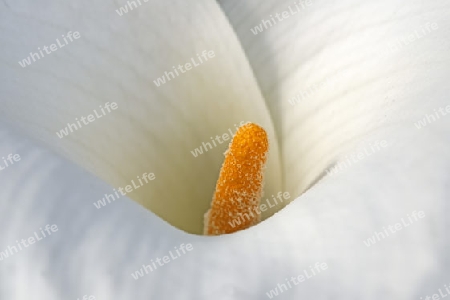 Zimmercalla (Zantedeschia aethiopica), S?dafrika