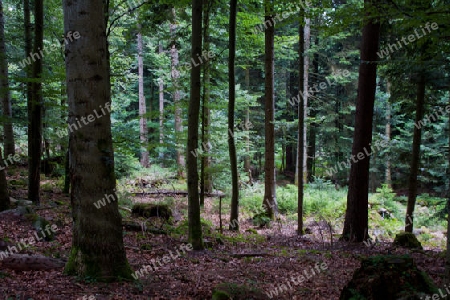 Wald