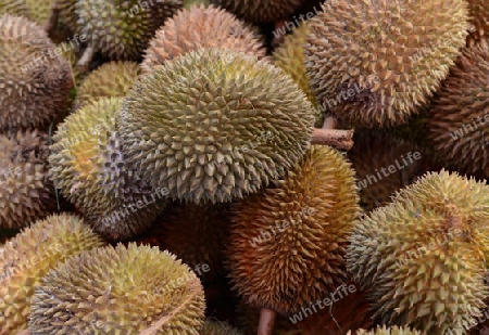 Durian Fruechte auf dem Day Markt in der Hauptstadt Phuket Town auf der Insel Phuket im sueden von Thailand in Suedostasien.