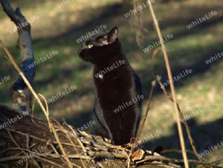 elegante schwarze Katze seitlich