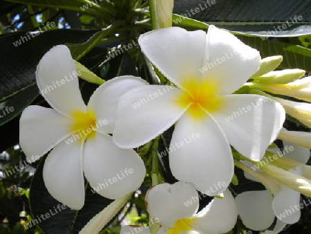 Plumeria