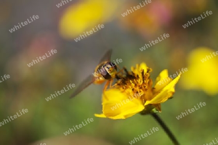 Hoverfly / Schwebfliege