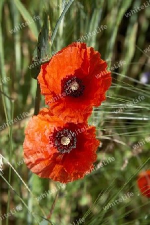 Mohn_9