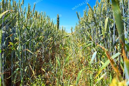 Summer view on agricultural crop and wheat fields ready for harvesting.