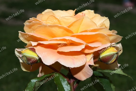 Gartenrose Rosengarten