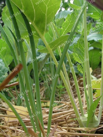 Kohlrabi