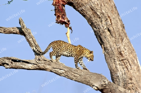 Leopard mit Beute