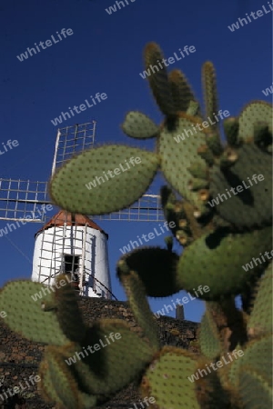 The Cactus Garden in the village of Guatiza on the Island of Lanzarote on the Canary Islands of Spain in the Atlantic Ocean. on the Island of Lanzarote on the Canary Islands of Spain in the Atlantic Ocean.
