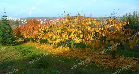 Leuchtende Herbstfarben 2