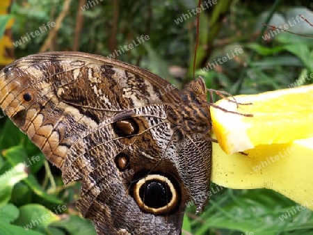 Schmetterling