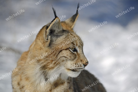 Eurasischer, europ?ischer Luchs oder Nordluchs (Lynx lynx) Portrait im Winter, Brandenburg, Deutschland , Europa