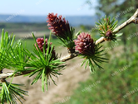 L?rchenknospen am Waldrand