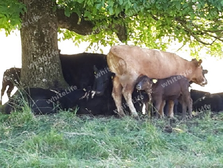 Kuhherde unter Baum 