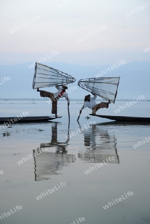 Fishermen at sunrise in the Landscape on the Inle Lake in the Shan State in the east of Myanmar in Southeastasia.