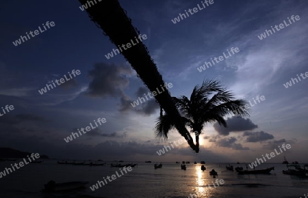 Der Strand  von Hat Sai Ri auf der Insel Ko Tao im Golf von Thailand im Suedwesten von Thailand in Suedostasien.