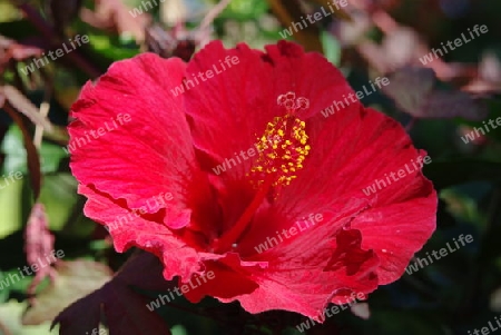 Hibiscus am Nachmittag