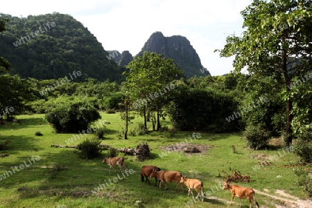 Die Landschaft rund um die Buddha Hoehle oder Buddha Cave (Innen ist Fotografieren verboten) von Tham Pa Fa unweit der Stadt Tha Khaek in zentral Laos an der Grenze zu Thailand in Suedostasien.