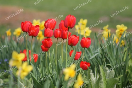 tulpen