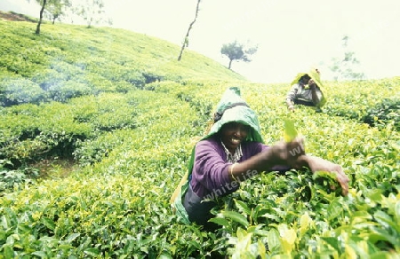 Asien, Indischer Ozean, Sri Lanka,
Eine Tamilische Frau beim pfluecken von Teeblaettern im Tee Anbaugebiet von Nuwara Eliya in Zentralen Gebierge von Sri Lanka. (URS FLUEELER)






