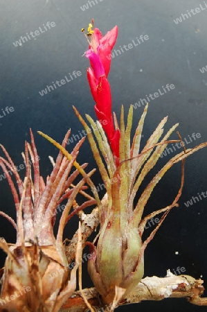 Tillandsia fuchsii