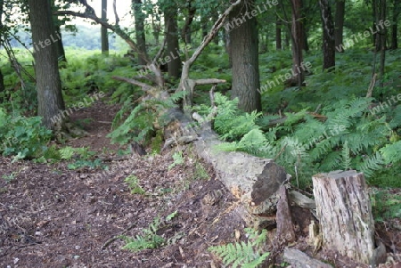 Rottender Baum im Farn