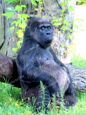 Gorilla