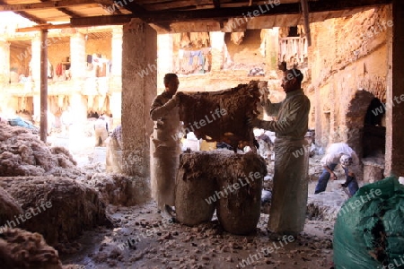 The Leather production in the old City in the historical Town of Fes in Morocco in north Africa.