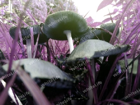 Wiesenpilz an der Wupper 2 III verf?lscht