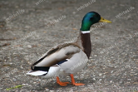 Ente (rich)