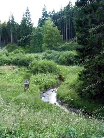 Waldlichtung mit Bach