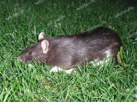 Ratte im Gras