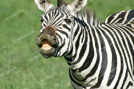 Lachendes Zebra