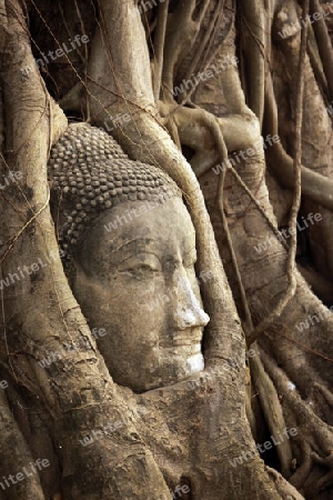 Ein in einem Baum eingeflechteter Steinkopf im Wat Phra Mahathat Tempel in der Tempelstadt Ayutthaya noerdlich von Bangkok in Thailand.